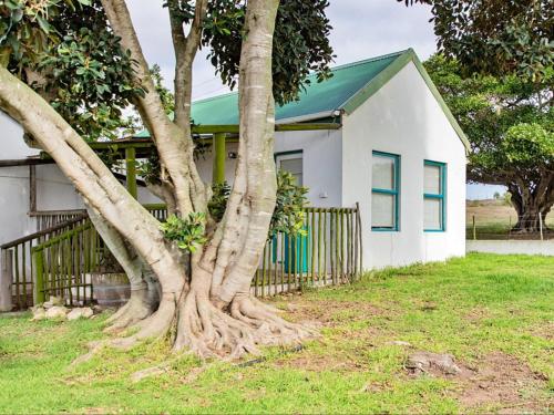 a tree with its roots in front of a house at Wiggins Self Catering in Jacobs Bay