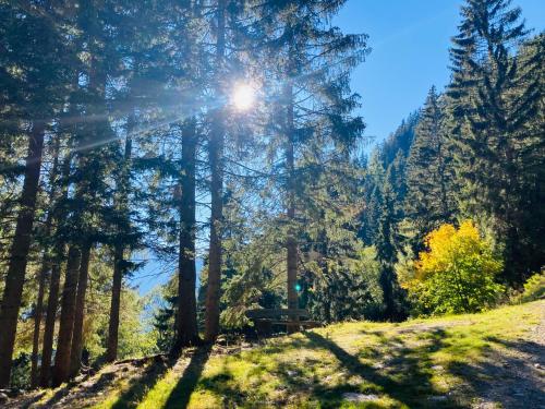 a park with trees and a bench on a hill at Apartment Zwei Welten in Sachsenburg