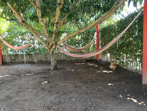 a tree with a hammock tied to a fence at Cabaña velez in Capurganá