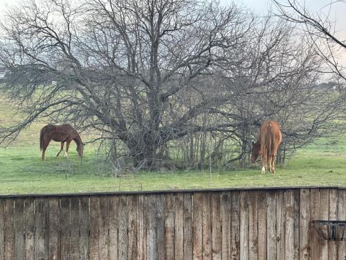 two horses grazing in a field next to a tree at Cozy 4 bedroom home with Greenbelt views in Oak Point in Oak Point