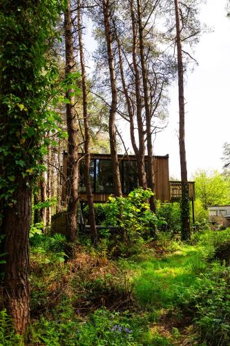 a house in the middle of a forest with trees at Burrenmore Nest - Luxury Forest Lodges with Hot Tubs & Sauna in Castlerock