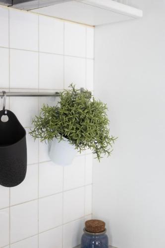 a green plant in a pot on a white tiled wall at Villa Mirella - Luxury in the center of Tuscany in Empoli