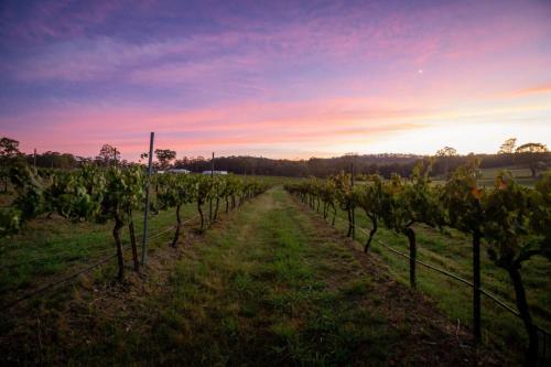 a row of vines in a field at sunset at The Shiraz Villa at Molly Morgan Wines in Rothbury