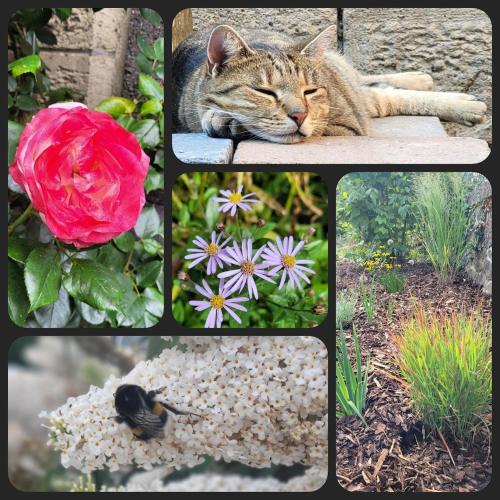 a collage of pictures of a cat sleeping on a bench at Gemütliche 95qm Wohnung mit eigenem Garten in Kottenheim
