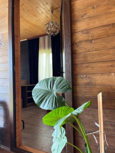 a room with a mirror and a plant at Balda Novel House in Martvili
