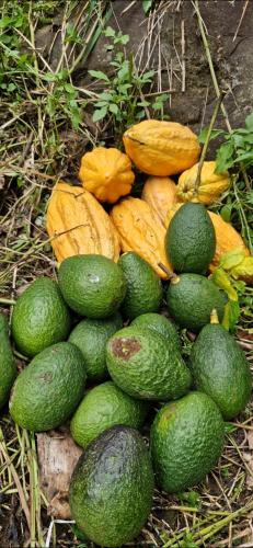 a pile of green fruits and vegetables on the ground at Doichang Riverhouse in Ban Huai Khai