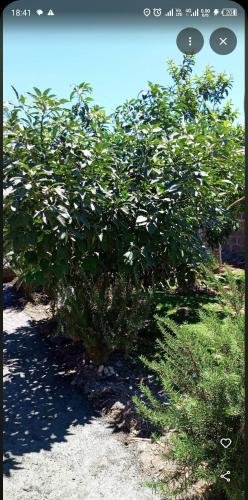 a large green bush with white flowers on it at EsMash Studio Machine lanet Nakuru in Nakuru