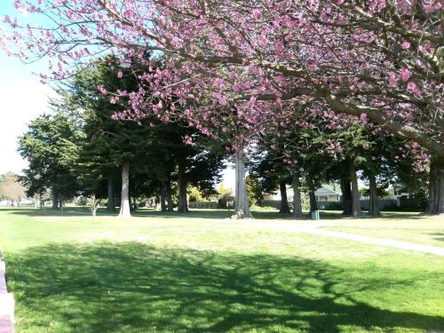 a tree with pink flowers on it in a park at Napier Nest Motel in Napier