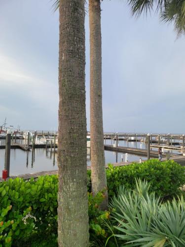 two palm trees in front of a marina at LakeOkechobeFishingfrm22DaylyfourprsMinPartyPerRoom in Pahokee