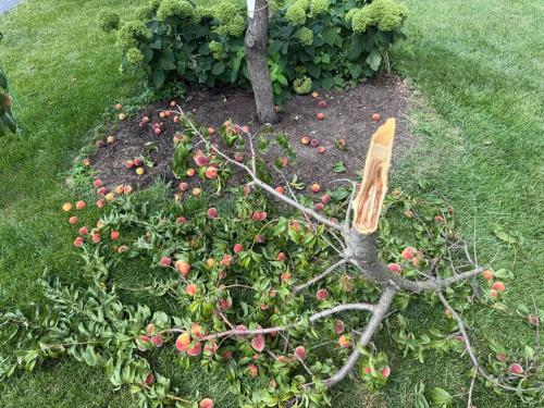 a garden with a bunch of apples on the ground at PalmBeachHousefrom69DaylyforPrsmin2PersPPartyP3rRoom in West Palm Beach