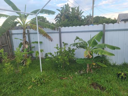 a fence in a yard with two palm trees at PalmBeachHousefrom69DaylyforPrsmin2PersPPartyP3rRoom in West Palm Beach