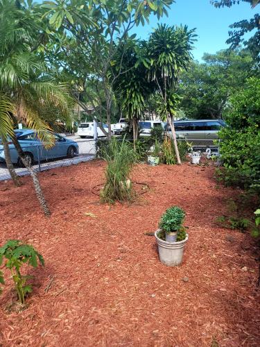 a yard with a potted plant in the dirt at PalmBeachHousefrom69DaylyforPrsmin2PersPPartyP3rRoom in West Palm Beach