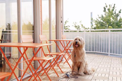 a dog sitting on a porch next to tables and chairs at DokiDoggie城ヶ島遊ケ崎BASE in Miura