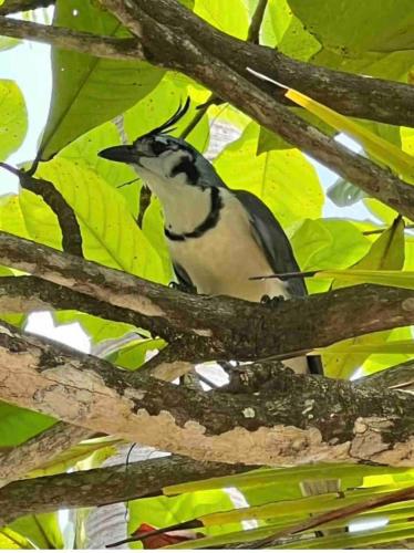 a bird is sitting on a tree branch at Hidden House Casa Escondida in Santa Rosa