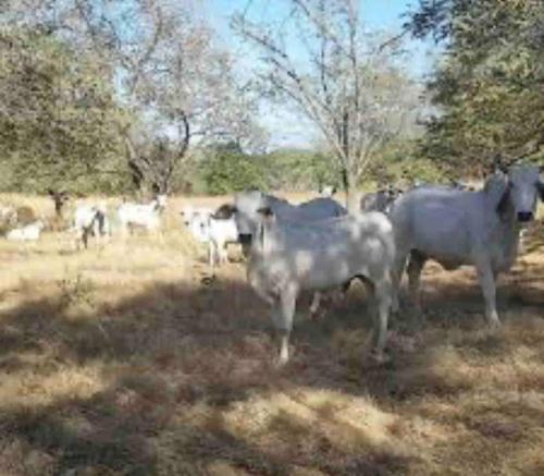 a group of white cows standing in a field at Hidden House Casa Escondida in Santa Rosa