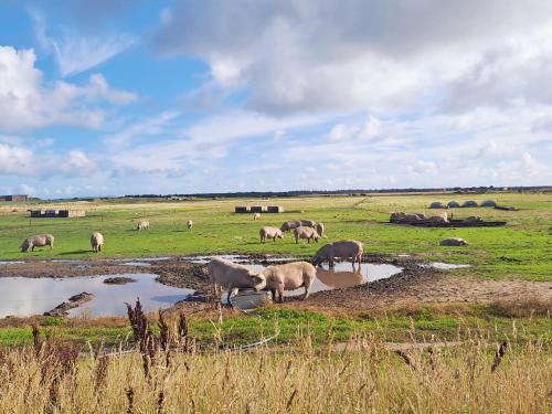 a herd of animals grazing in a grassy field at Balormie View in Lossiemouth