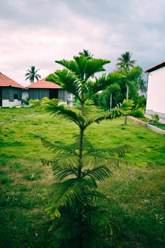 a palm tree in the middle of a field at Areca Gateway Eco Tourism Center in Nandigunda