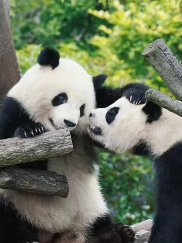 two panda bears are playing with each other at BuYuan Hotel - Near Wuhou Shrine, Chunxi Road,T aikooli, Tianfu Square, People's Park, Chengdu Museum, Very close to the Sichuan University , Exit C of Huaxiba on Metro Line 1,Provides Welcome refreshments ,Minibar,Laundry & Luggage delivery service in Chengdu