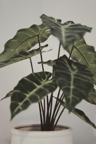 a plant with green leaves in a pot at Ξενώνας OLEAVIA in Kalamata