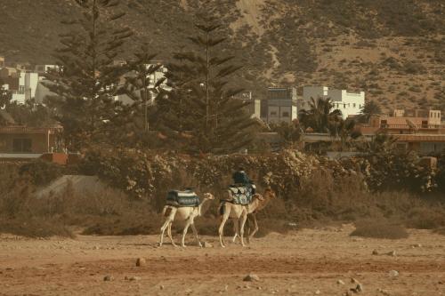 two people riding on the backs of camels on the beach at Namaste Lodge Experience in Taghazout
