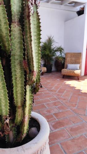a large cactus in a pot on a patio at Casa Vó Briata in Mértola