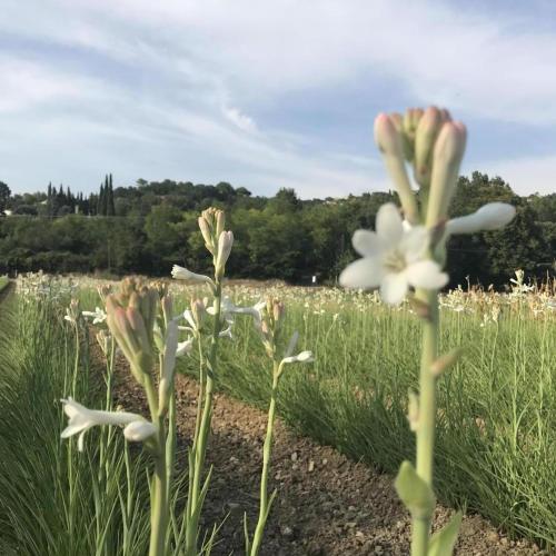 Gallery image of Maison d'hote brissi in Callian