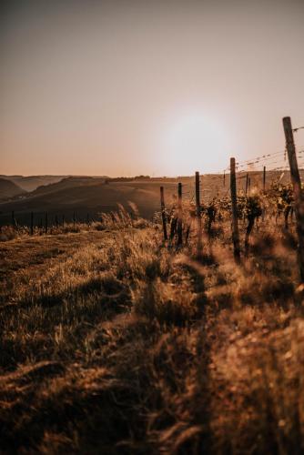 a fence in a field with the sun in the background at Schmidtburger Hof in Weiler