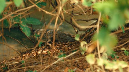 a crocodile laying on the ground in the dirt at The Baysura Arugambay in Arugam Bay