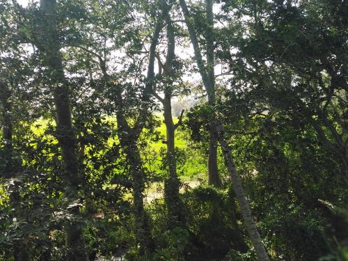 a forest filled with lots of lush green trees at Mayon Guest in Tangalle