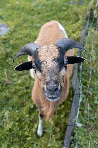 アパートメントの敷地内または近くにいる動物