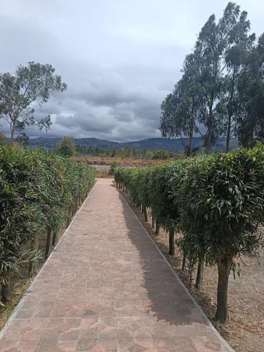 a brick path through a tea plantation at Beautiful country house in Latacunga in Pujilí