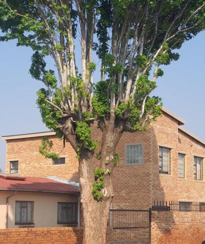 a large tree in front of a brick building at Strictly Halaal Brand New Self Catering Apartment in Lenasia