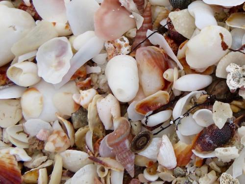 a close up of a pizza with shells on it at Playa Encanto Scenic Gem Ocean Front Home in Playa Encanto