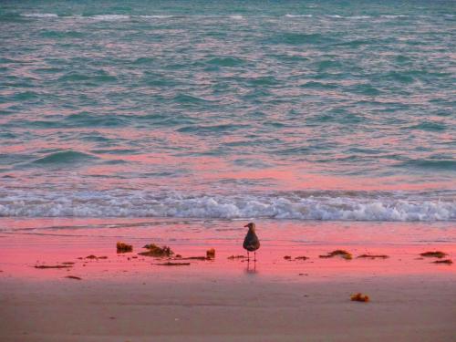 a bird standing on a beach near the ocean at Playa Encanto Scenic Gem Ocean Front Home in Playa Encanto