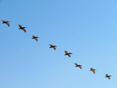 a group of birds in the shape of a heart at Playa Encanto Scenic Gem Ocean Front Home in Playa Encanto