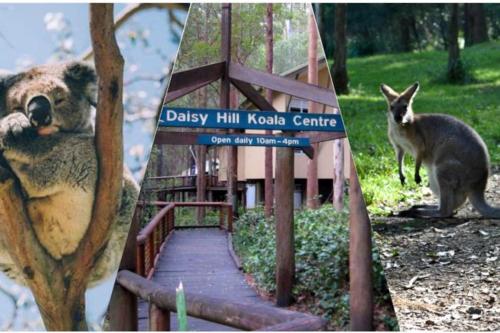 a koala and a koala bear standing next to a sign at Cozy 1BR Unit in Springwood Great Location Parking in Springwood