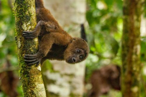 a baby monkey hanging from a tree at Ama Ecolodge in Puerto Misahuallí