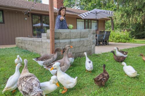 a woman standing in front of a group of ducks at Harmony Inn, Huntley Illinois in Huntley