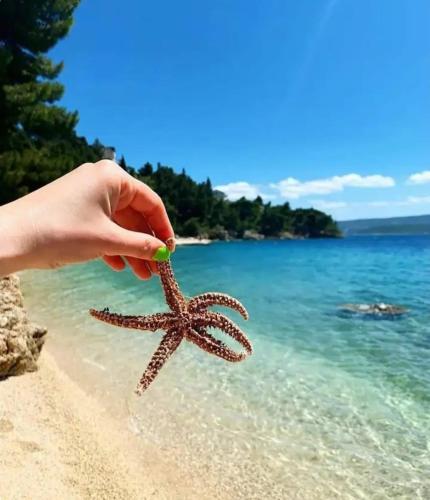 a person holding a starfish on the beach at Beach Side Holiday in Omiš