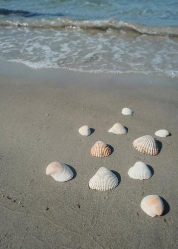 a group of shells on the sand on the beach at Beach Side Holiday in Omiš