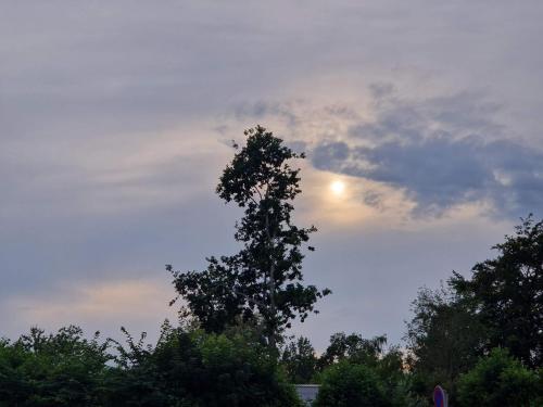 a tree with the sky in the background at 6 person holiday home in Glesborg-By Traum in Glesborg