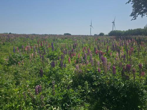 a field of flowers with wind turbines in the background at Luxury Spa Retreat in Lolland - By Traum Ferienwohnungen in Nakskov