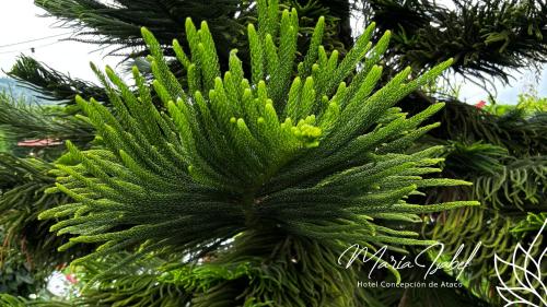 a green pine tree branch with yellow flowers on it at Hotel María Isabel Ataco in Concepción de Ataco