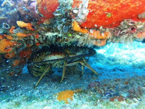 a lobster is laying on the ocean floor at Hotel Santiago Plaza Acandí in Acanti