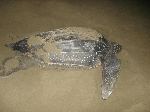 a turtle is laying on the sand at Hotel Santiago Plaza Acandí in Acanti