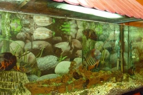 a aquarium filled with lots of different types of fish at Hotel Francisco Javier in A Coruña