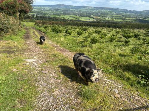 two dogs walking down a dirt road in a field at The Old House at Belfield in Tralee