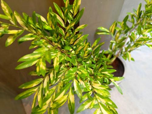 a plant with green leaves in a vase at Minuda Villa in Kamburugamuwa