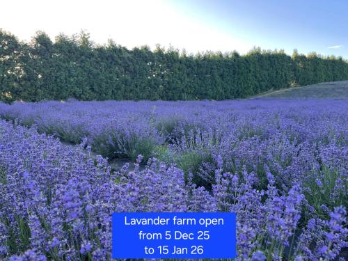 a field of purple flowers in a field at Sea & Mountain Views Retreat on Rosemary Farm in Waihi