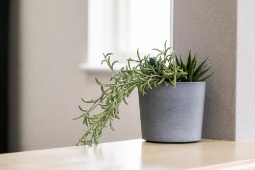 two plants sitting on top of a table at カーサブルー御殿場 in Gotemba